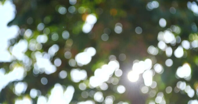 Sunlight Through Leaves: A soft, ethereal bokeh effect captures the dappled sunlight filtering through green leaves, creating a dreamy, tranquil atmosphere.