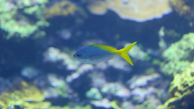 Close-up video of a yellowback fusilier, Caesio xanthonota, swimming calmly through a colorful tropical reef environment. Blue and yellow marine fish moving past coral with soft underwater light.
