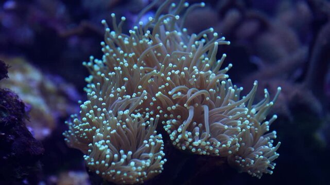 Close-up video of coral polyps or anemone-like marine life gently moving in blue aquarium light. Colorful underwater reef scene with soft tentacles, glowing details and a calm aquatic atmosphere.