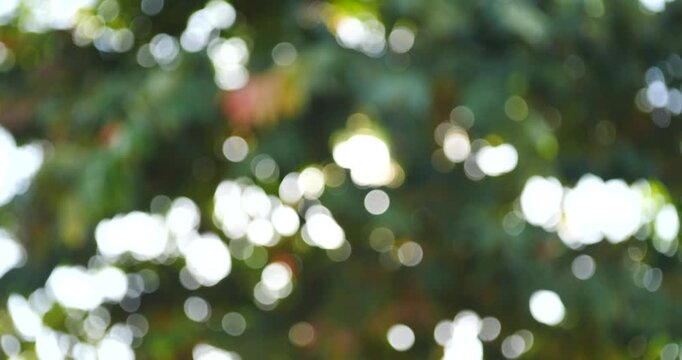Bokeh of Pine Tree Needles with Sunlight