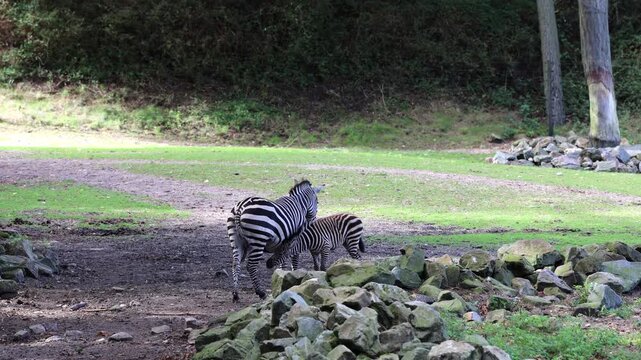 Video of two zebras standing together in a natural zoo enclosure with rocks, grass and green surroundings. Calm animal behavior scene showing striped wildlife in an outdoor habitat.