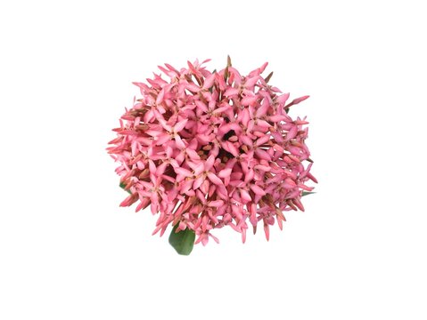 Pink ixora coccinea flower blooming with fresh green leaves isolated on clean white background. Beautiful tropical Ixora plant concept for floral decoration, nature design, and spring background