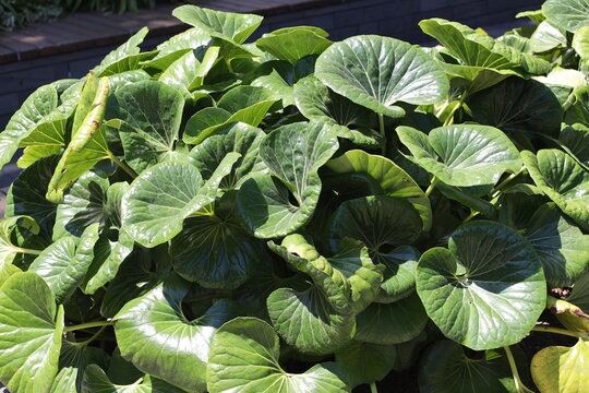 giant leopard plant, large glossy, kidney-shaped green leaves (Farfugium-japonicum-giganteum, tractor-seat-plant) (close-up, full-sunshine) 6322
