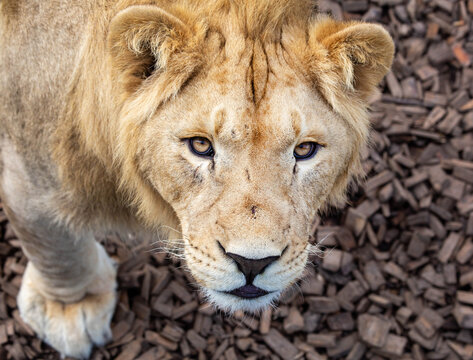 Leo looks at the camera on a bright sunny day. Wildlife, mammals, predators.
