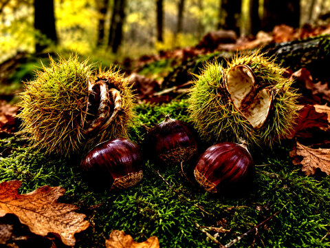 Ripe chestnuts and open burrs on an autumn forest floor