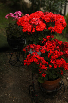 Vibrant red geranium (Pelargonium) flowers in bloom, in a decorative pot in garden.