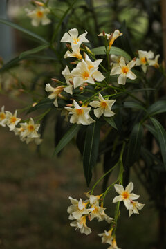 Garden yellow oleander image.