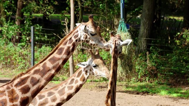 Close-up video of giraffes feeding from a hanging hay net in a zoo enclosure. The animals move their long necks while eating together in a natural outdoor habitat with trees and greenery.