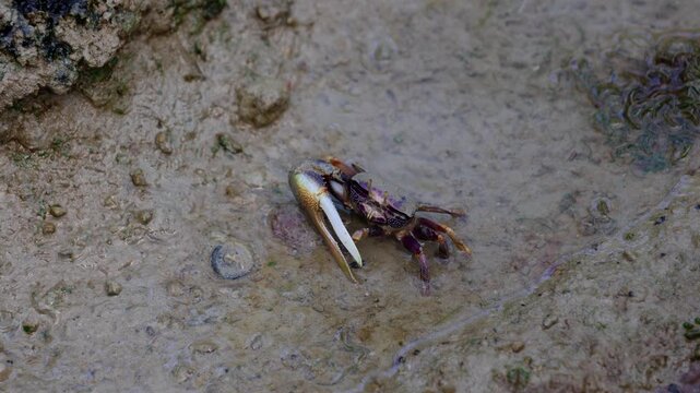 Close-up video of a male fiddler crab moving across wet muddy ground in shallow water. The small crustacean displays its distinctive oversized white claw while walking through a natural tidal environm