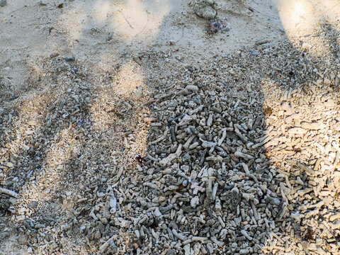 Texture of white beach sand mixed with broken dead coral fragments and small seashells on a tropical island coast.