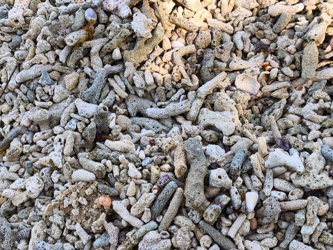 Macro detail of various dead scleractinia coral fragments and seashell pieces scattered on beach sand.