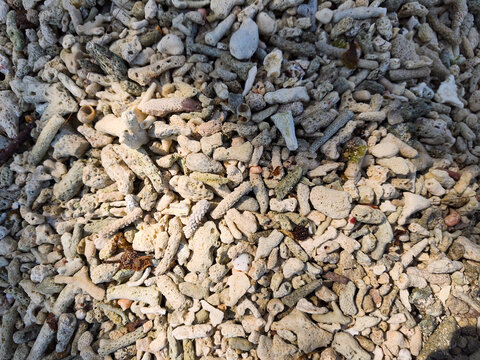 Pile of dead coral fragments and natural seashells on beach shore.