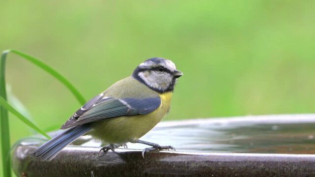 Blue Tit (Cyanistes caeruleus) drinking water from a garden bird bath. September, Kent, UK [Half speed]