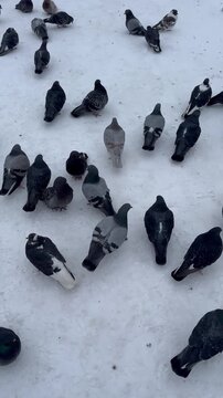 pigeons on the snow