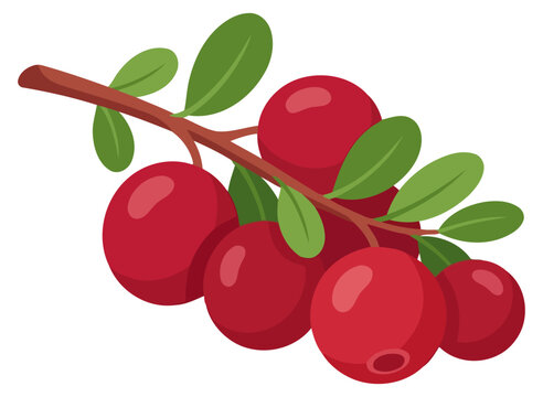 Fresh ripe cranberries on a branch with green leaves, detailed vector illustration of healthy red berries isolated on white background
