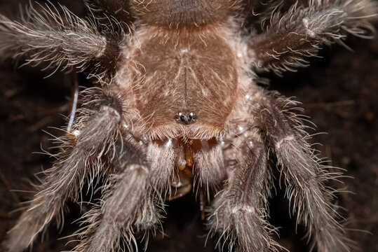 Close-up portrait of a Lasiodora parahybana sling (Brazilian salmon pink bird-eating tarantula) feeding on a Turkestan cockroach