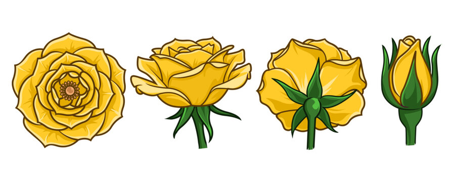 Yellow rose FLOWER.eps