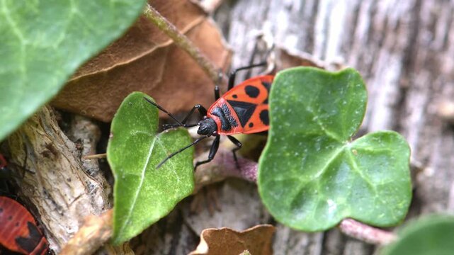 Firebug (Pyrrhocoris apterus) adult in closeup among ivy leaves. Uncommon in England. September, Kent, UK [Slow motion x4]