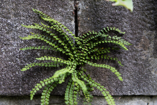 green plant growing in concrete wall