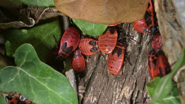 Firebug (Pyrrhocoris apterus) nymphs in closeup. Uncommon in England. September, Kent, UK [Half speed]