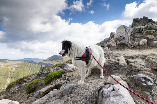 trekking with a dog in high mountains