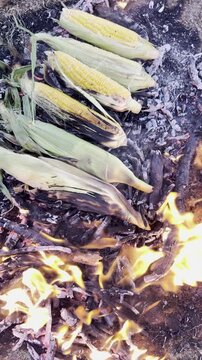 Cinematic vertical video of a rustic outdoor campsite with fresh corn roasting on glowing embers and tea boiling in nature