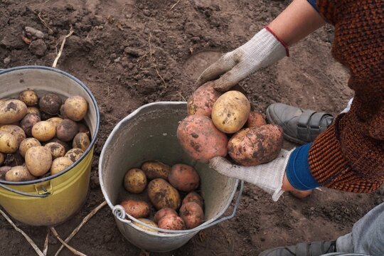 Hands in gloves holding freshly harvested organic potatoes