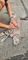 hands of the man. My cats.😸 © somporn