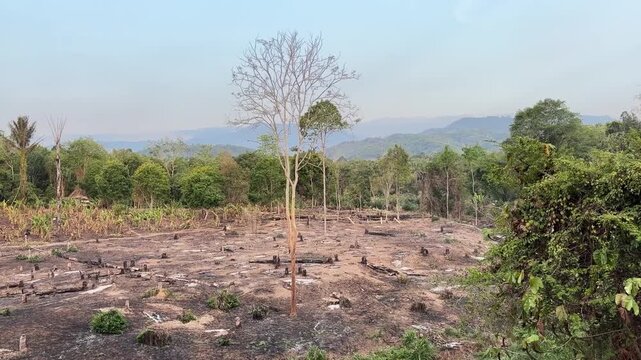 Environmental destruction concept showing deforested farmland surrounded by lush green forest, with mountains visible in the background.