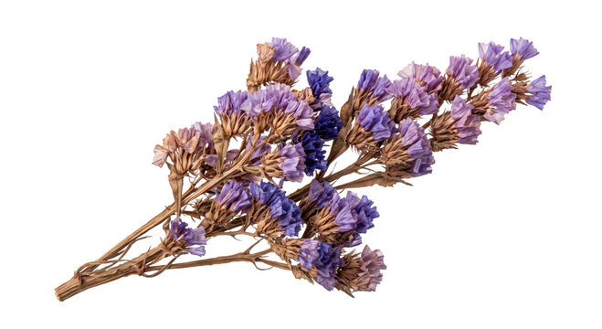 Delicate dried lavender and purple statice flowers on a white background