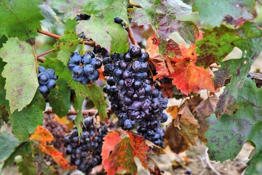 France vineyard. Corbieres region AOC vine in Canton of Capendu.