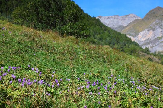 French Pyrenees nature - autumn crocus (Colchicum) wildflowers. Cirque de Gavarnie mountain valley in Pyrenees National Park (French: Parc national des Pyrenees).