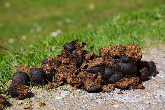 Donkey or mule droppings - animal feces on a rural gravel road. French agriculture.