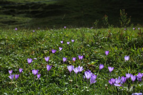 French Pyrenees nature - autumn crocus (Colchicum) wildflowers. Cirque de Gavarnie mountain valley in Pyrenees National Park (French: Parc national des Pyrenees).
