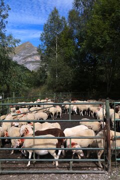 Sheep pen in Pyrenees mountains, France. Livestock and agriculture of France. Assaf sheep breed.