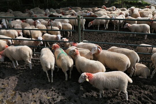Sheep pen in Pyrenees mountains, France. Livestock and agriculture of France. Assaf sheep breed.