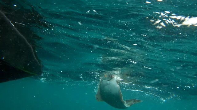 Halibut being pulled out of the water by fish friendly lip lock hold in the Arctic Ocean off the coast of Northern Norway in Finnmark.