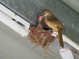 Streak-eared bulbul (Pycnonotus conradi) brooding altricial chicks in a cup nest built on an artificial building structure © Kata