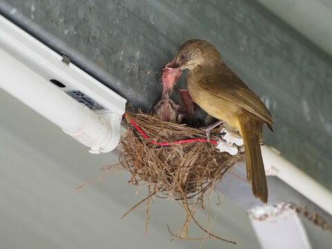 Streak-eared bulbul (Pycnonotus conradi) brooding altricial chicks in a cup nest built on an artificial building structure