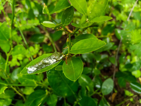 Citrus Swallowtail Caterpillar (Papilio demoleus) Camouflaged on Lemon Leaf, agricultural pest infestation, leaf damage, and the challenges faced in organic citrus farming