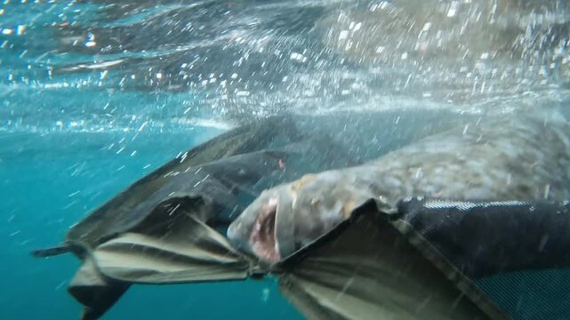 Halibut is released back to Arctic Ocean from a landing cradle in Finnmark, Northern Norway.