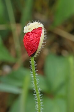 Eclosion d'un coquelicot