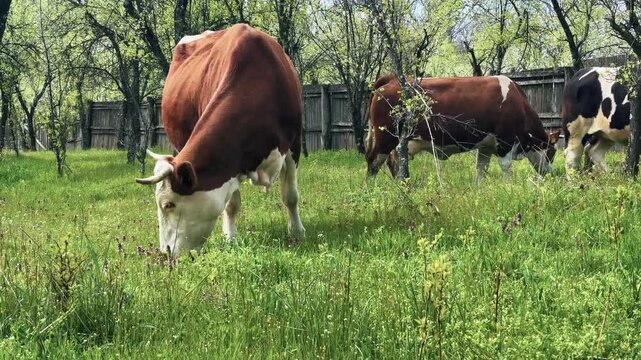 Cattle grazing in a spring orchard with fresh green grass