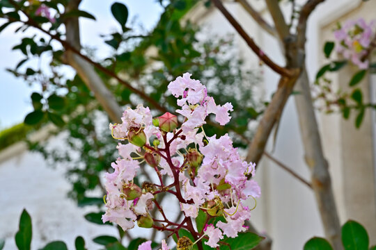 Close-up of pale pink crape myrtle blossoms with seed pods on branch