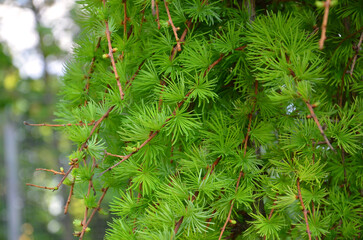Larix kaempheri Stiff Weeper tree branches with fresh green spruce . Closeup, outdoors. Growing deciduous conifer tree concept. © Mariana