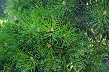 Pinus mugo Gnom tree branches with fresh green spruce and young cones. Growing evergreen christmas tree concept.  © Mariana