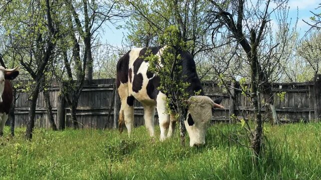 Holstein cow grazing fresh spring grass in orchard