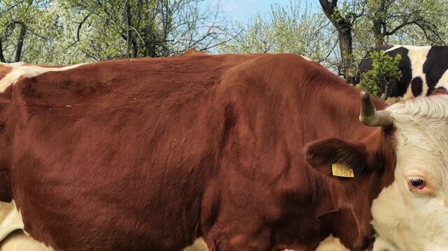 Cow licking its coat in a green meadow with other cattle grazing