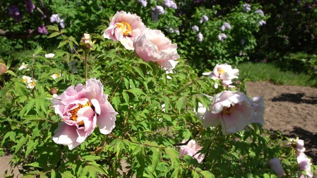 Peony white bud flower bloom. Floral petal. Tree Peonies Paeonia Rockii Flower grow in Summer Garden.