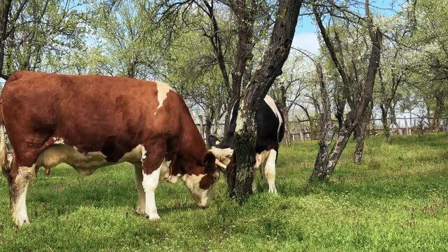 Cattle grazing in a lush spring orchard pasture